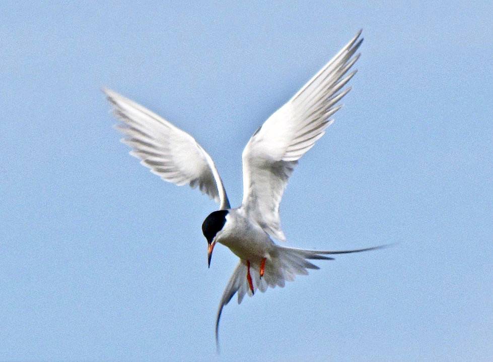 FORSTER'S TERN by Aquila-chrysaetos is licensed under CC BY-NC 2.0